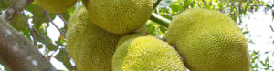 What is Jackfruit?